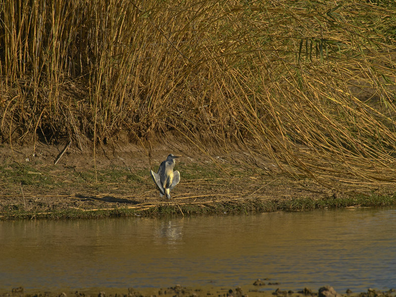 Marabou, Okonjima